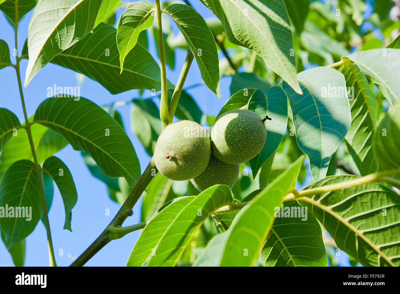 Grüne Walnüsse mit grünen Blättern auf einem Ast. Stockfoto