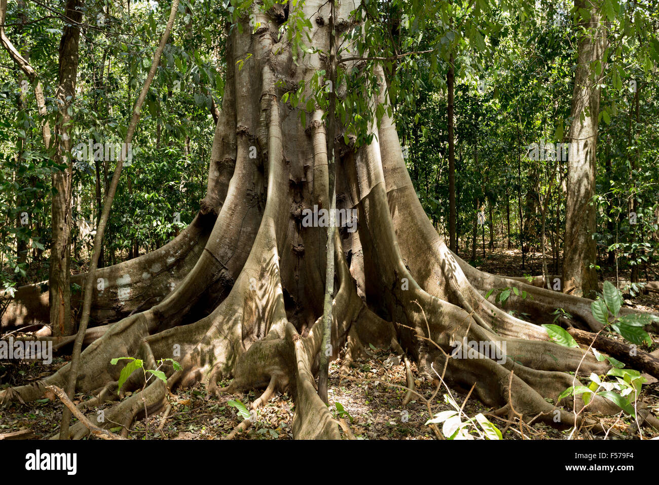 Massive Baum wird gestützt durch Wurzeln im Tangkoko Nationalpark in Nord-Sulawesi, Indonesien. Dieser Park ist Heimat von schwarzen Macaq Stockfoto