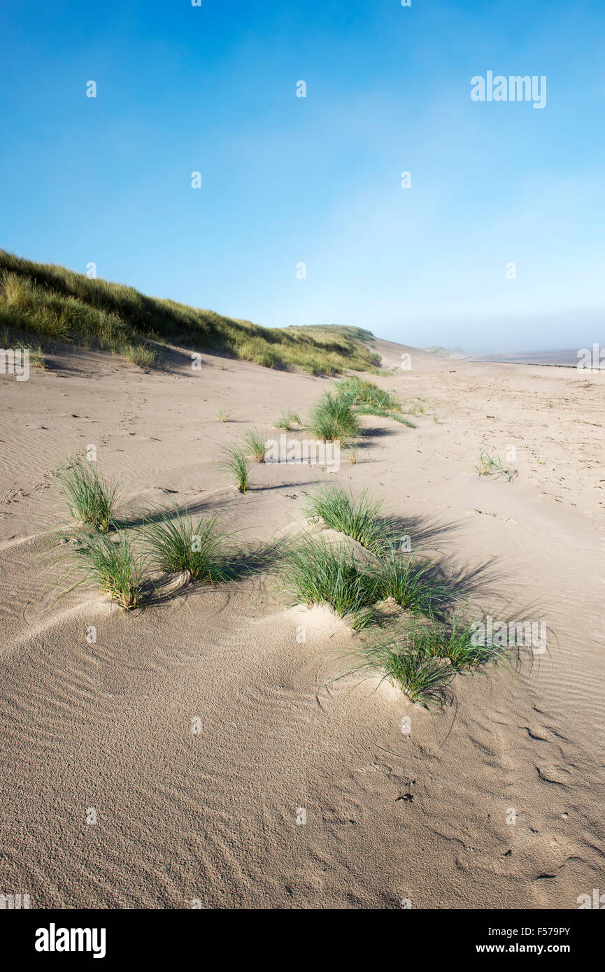 Ammophila Arenaria. Dünengebieten Grass wachsen in Sanddünen am Strand. Scremerston, Berwick nach Tweed, Northumberland, England. Stockfoto