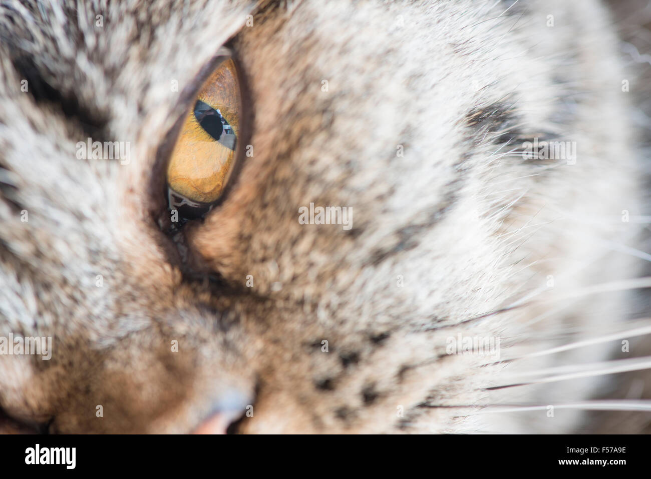 Auge der Katze in extremer Nahaufnahme. Britisch Kurzhaarkatze liegend und Blick in die Kamera mit fokussierten Blick. Stockfoto