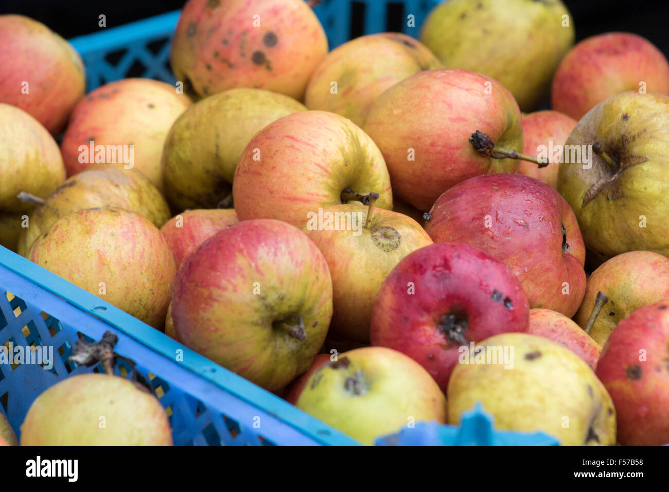frisch gepflückt Obstgarten Äpfel, England, UK Stockfoto