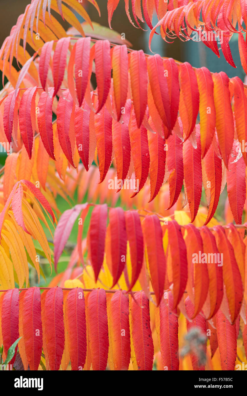Die lebendigen Herbstfarben von Rhus Typhina oder Hirsch Horn Sumach. Stockfoto