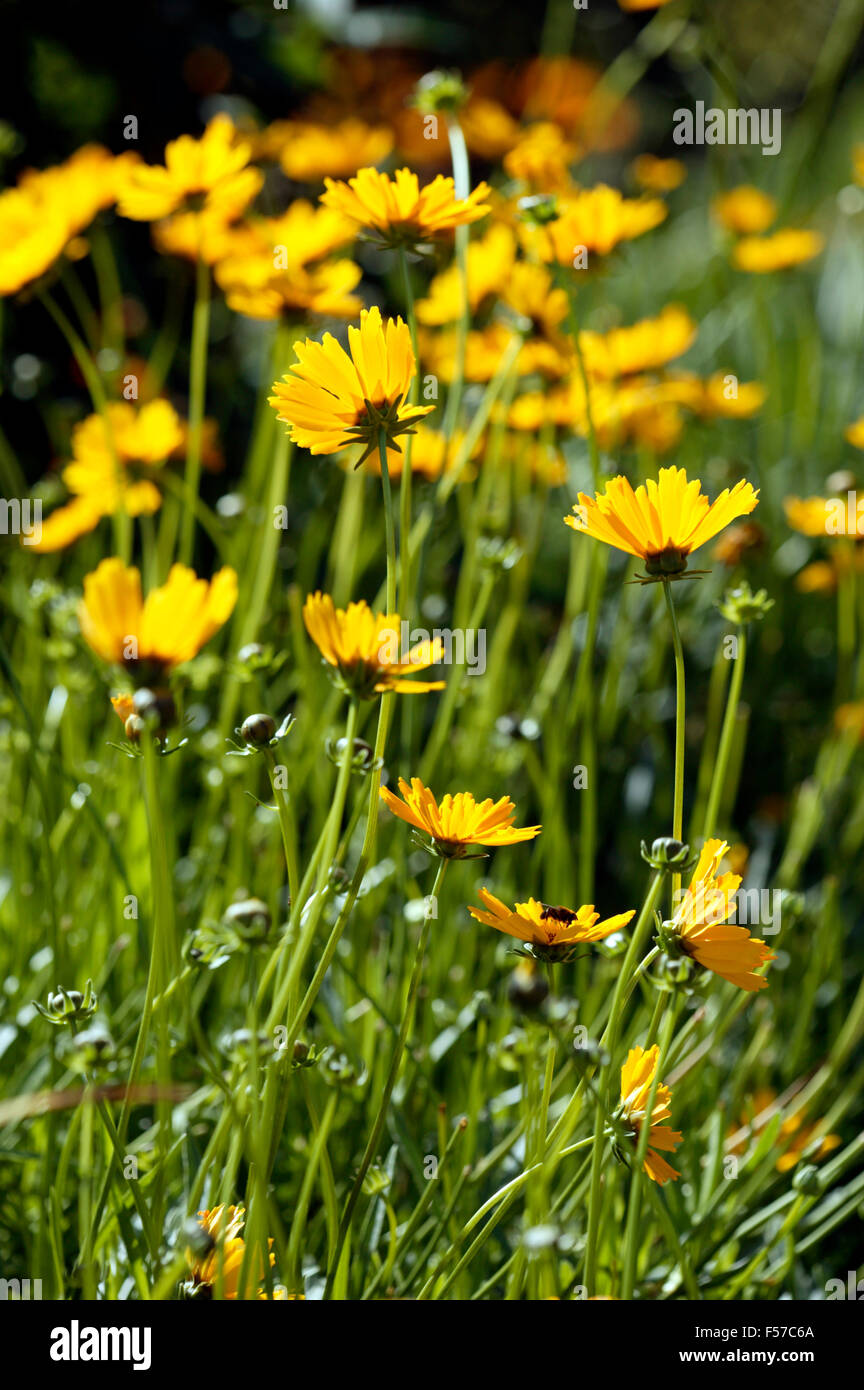 Coreopsis auriculata Schnittgold schillernde Rückenbeleuchtung blüht im August Devon UK Stockfoto