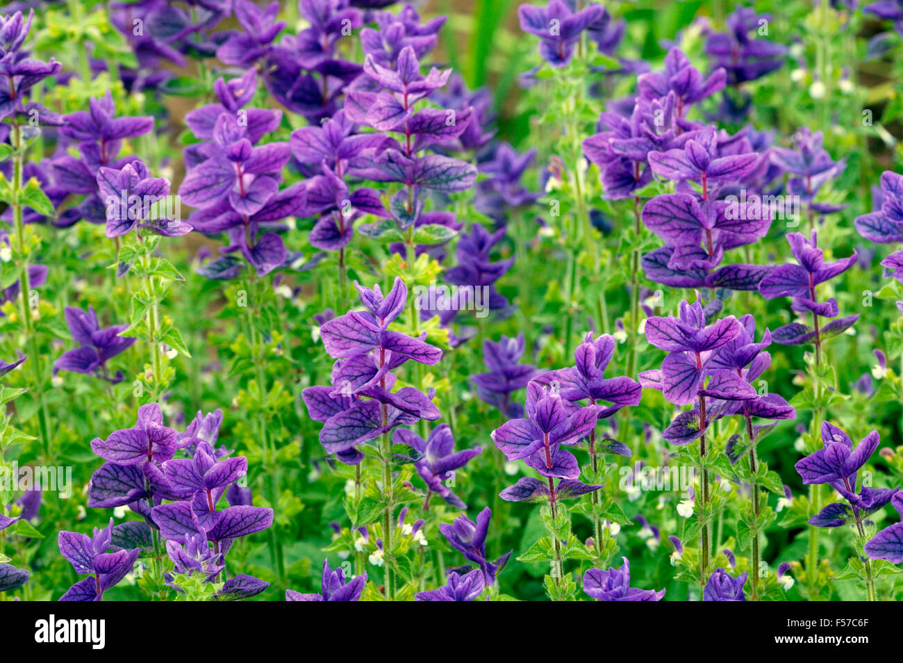 Salvia Viridis „Blue Denim“. Mittlere Aufnahme von blauen Blumen. Juli, Oxfordshire, Großbritannien. Stockfoto