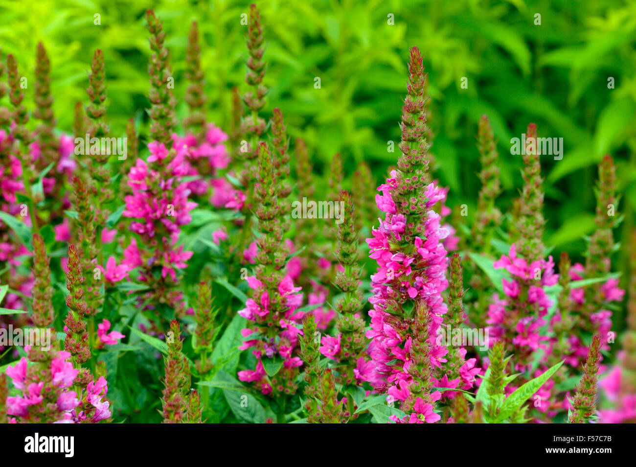 Lythrum 'Rose Queen'. Mitte Schuss rosa Blüten. Juli Oxfordshire. Stockfoto