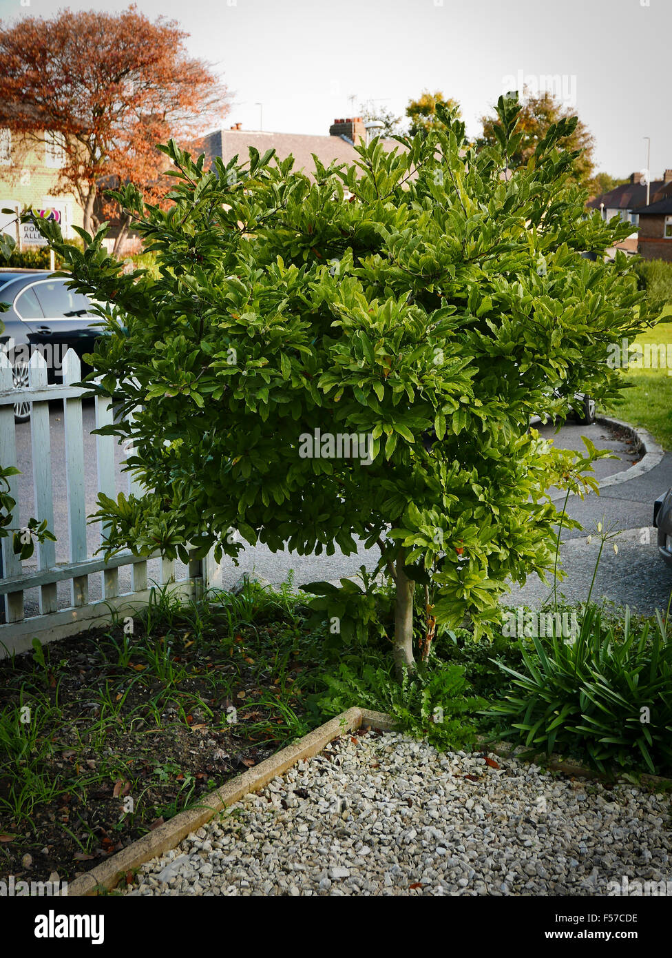 Stern-Magnolie Strauch mit roten Beeren, nicht in voller Blüte, in einem Vorort Vorgarten. Stockfoto