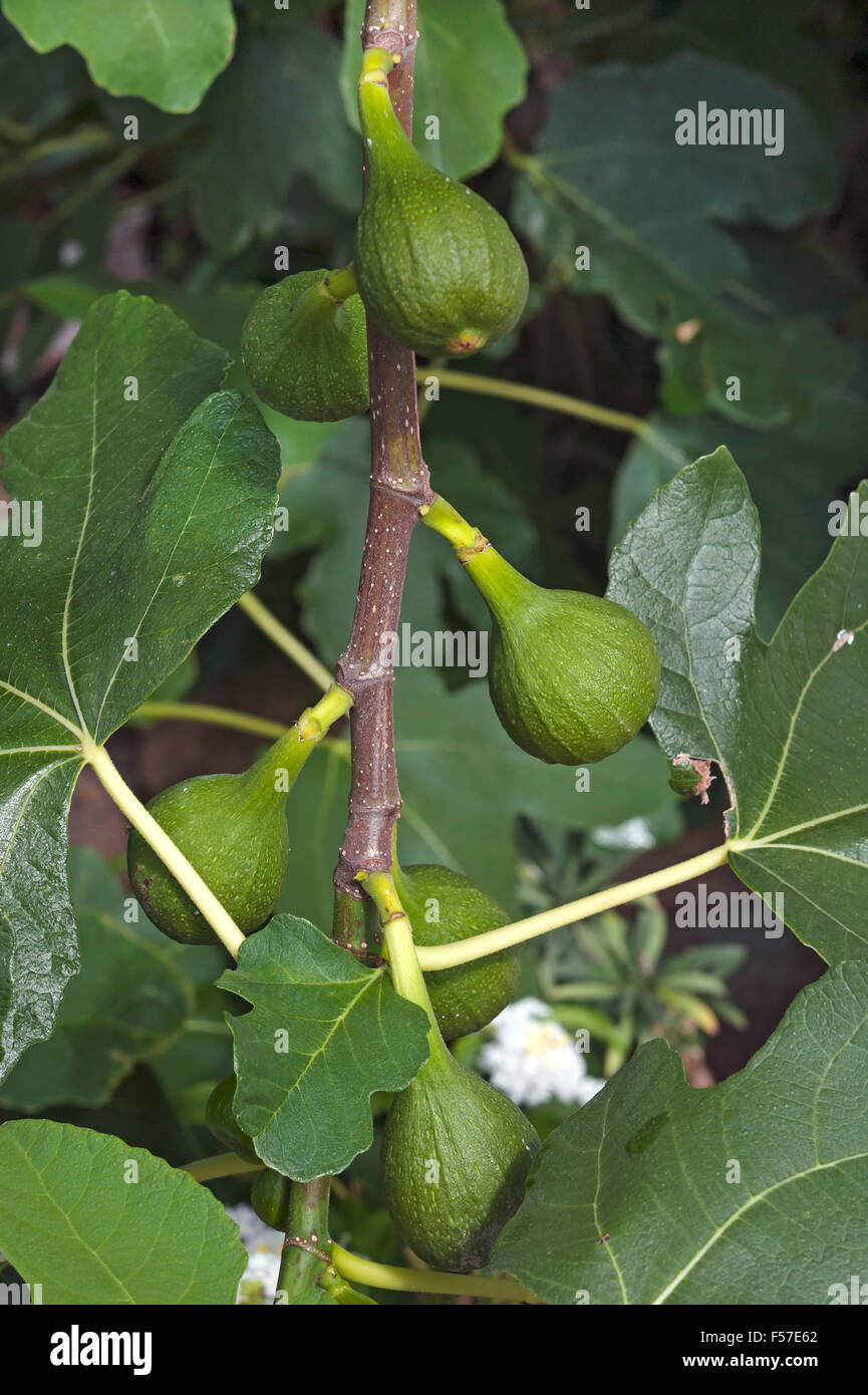 Feigen (Ficus Carica) auf dem Baum, Niedersachsen, Deutschland Stockfoto