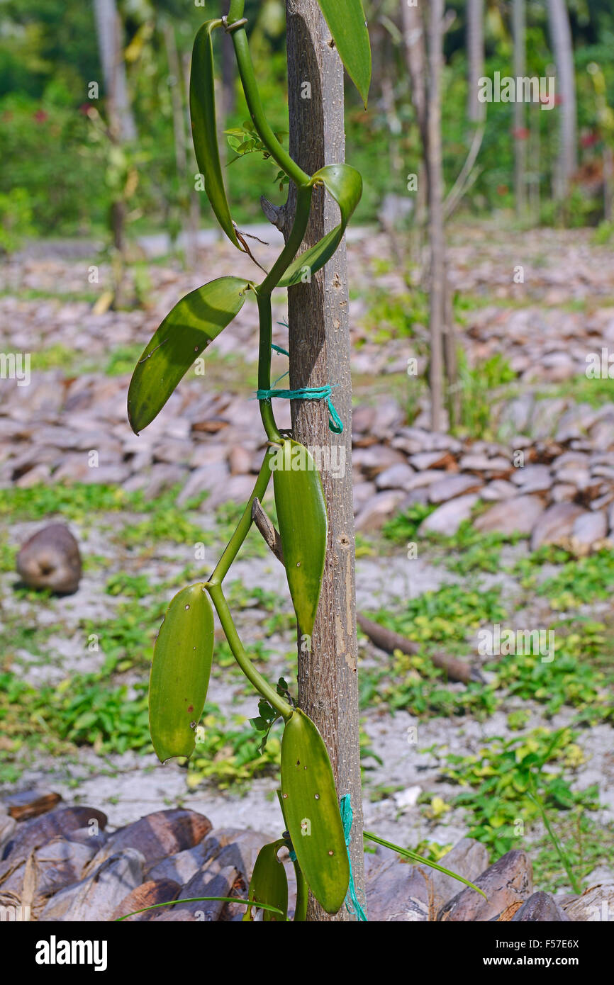 Wohnung-leaved Vanille, Tahiti-Vanille oder Westindische Vanille (Vanilla Planifolia) auf der Plantage, La Digue Island, Seychellen Stockfoto