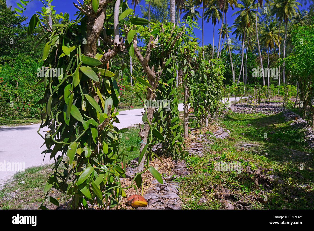 Wohnung-leaved Vanille, Tahiti-Vanille oder Westindische Vanille (Vanilla  Planifolia) auf der Plantage, La Digue Island, Seychellen Stockfotografie -  Alamy