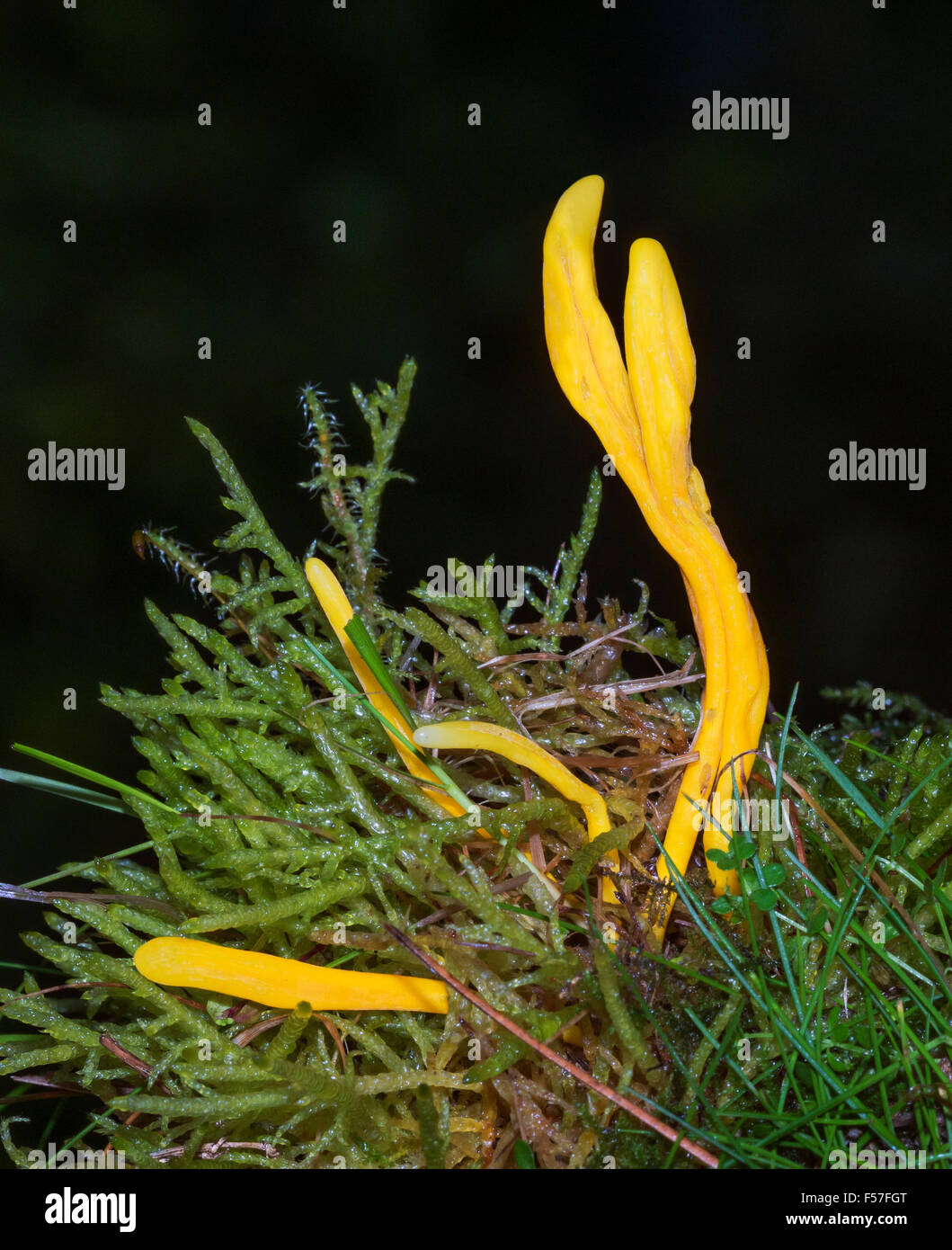 Goldene Spindeln (Clavulinopsis Fusiformis) Stockfoto