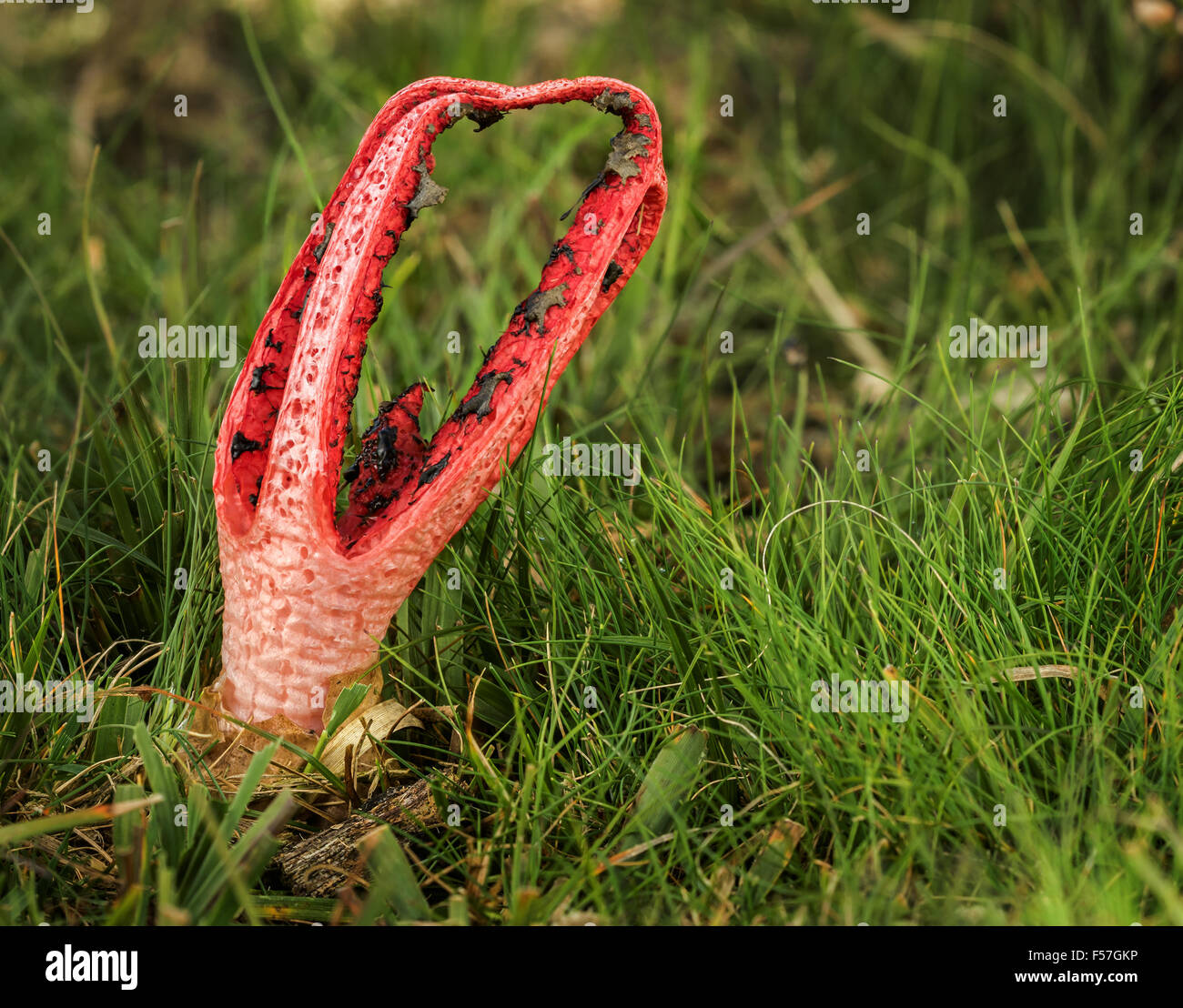 Clathrus archeri (Devil's Finger) manchmal genannt Octopus Exemplar des Gemeinen Stinkmorchels Stockfoto