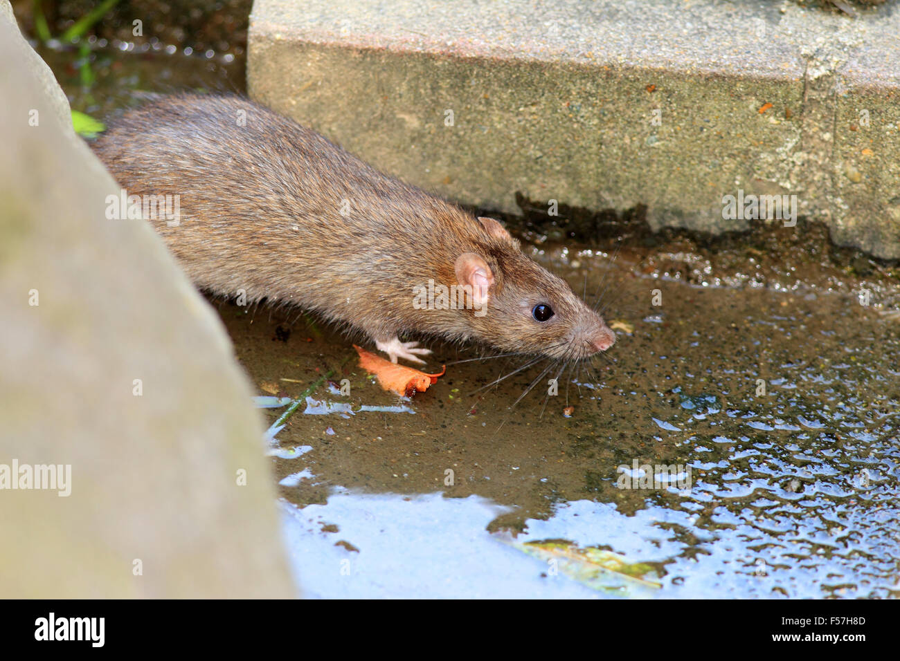 Norwegen-Ratte (Rattus Norvegicus) in Japan Stockfoto
