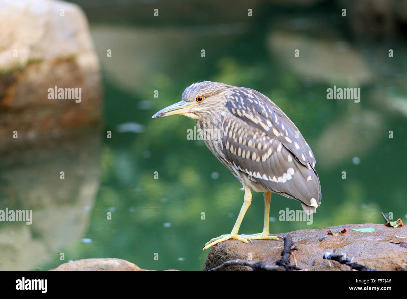 Schwarz-gekrönter Nachtreiher (Nycticorax Nycticorax) in Japan Stockfoto