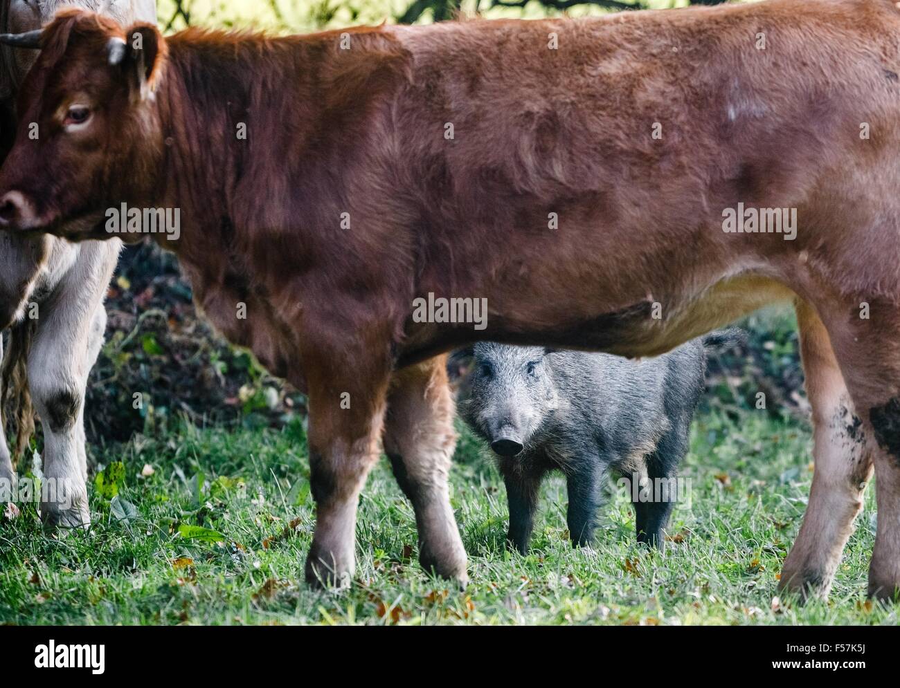 Moerel, Deutschland. 28. Oktober 2015. Ein junges Wildschwein steht unter Rinder auf einer Weide in Moerel, Deutschland, 28. Oktober 2015. Vor einem Monat die Bache selbst an die Ochsen und hat seither als Mitglied der Herde ausgenommen worden. Foto: MARKUS SCHOLZ/Dpa/Alamy Live News Stockfoto