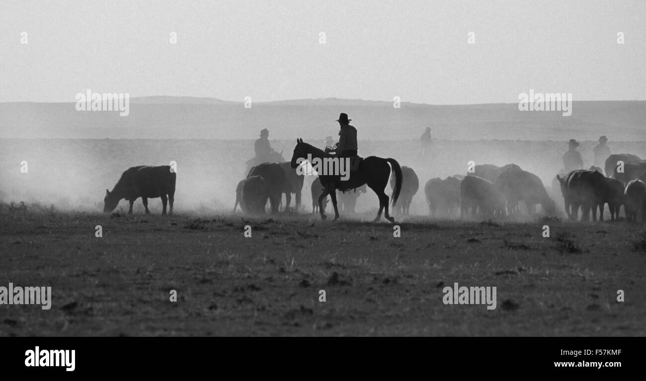 Eine Gruppe von Cowboys Herde Herford Kühe und Ochsen zu einer staubigen Weide auf eine große Rinderfarm im amerikanischen Südwesten. Stockfoto