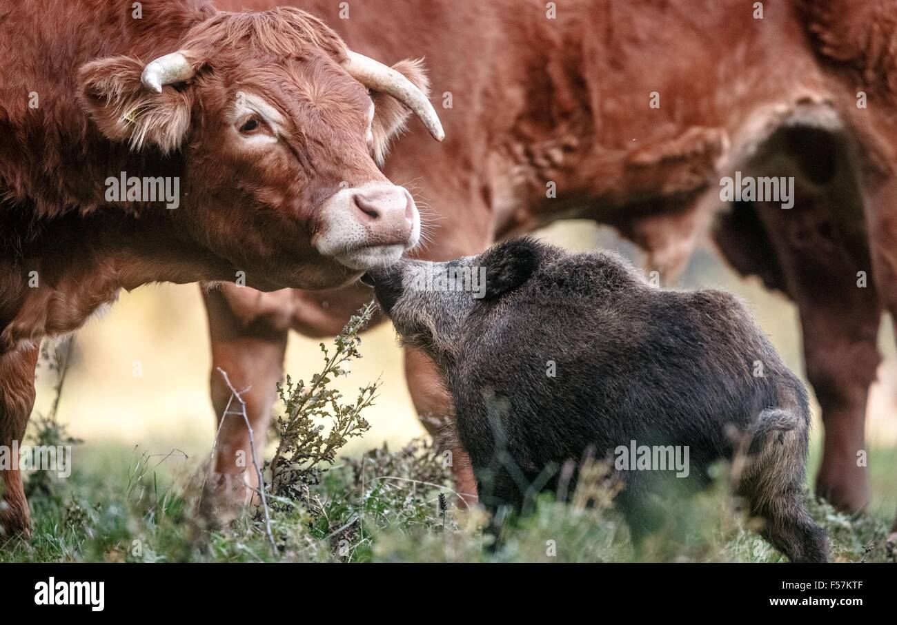 Moerel, Deutschland. 28. Oktober 2015. Ein junges Wildschwein steht unter Rinder auf einer Weide in Moerel, Deutschland, 28. Oktober 2015. Vor einem Monat die Bache selbst an die Ochsen und hat seither als Mitglied der Herde ausgenommen worden. Foto: MARKUS SCHOLZ/Dpa/Alamy Live News Stockfoto