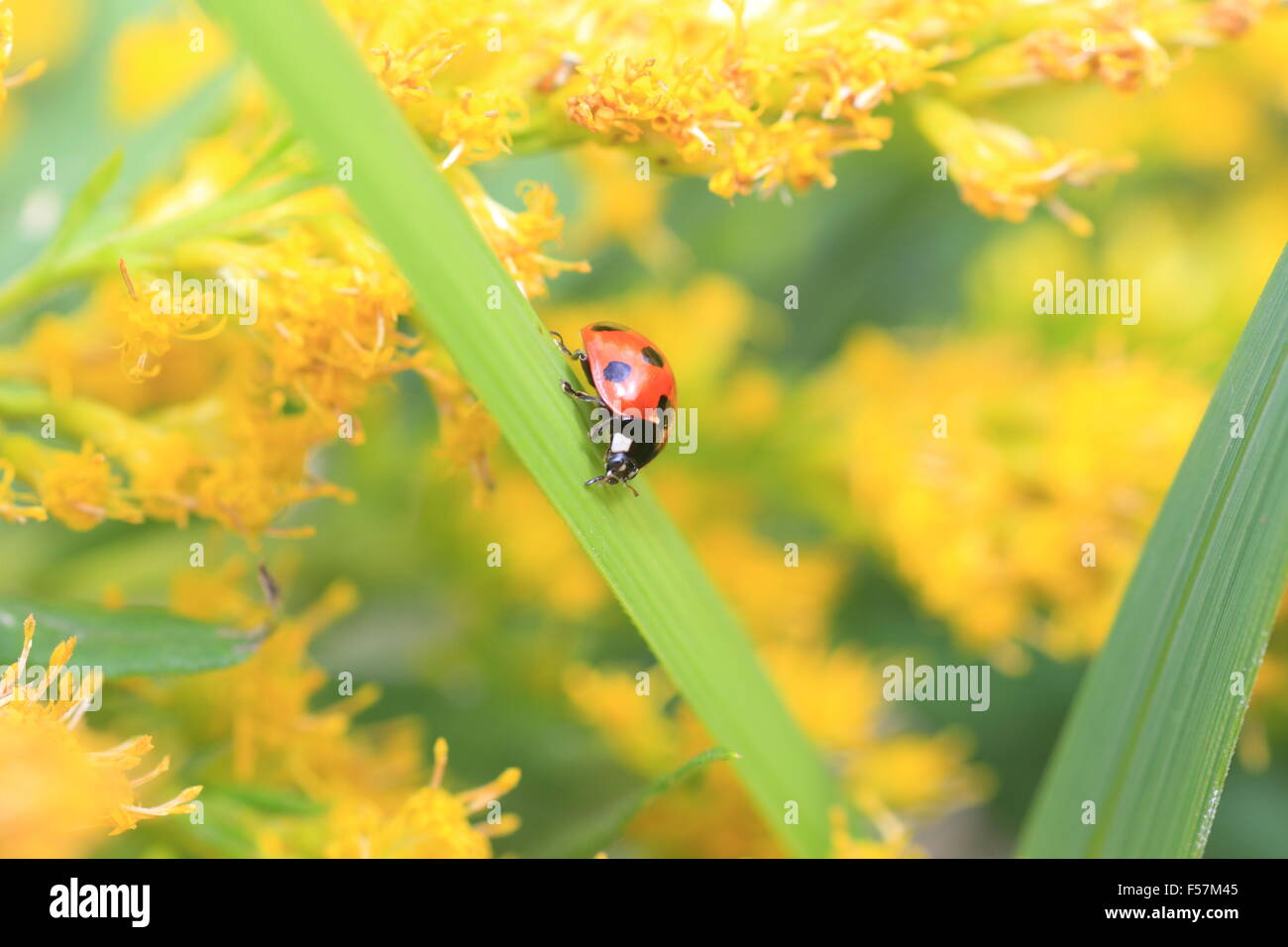 Sieben-Punkt-Marienkäfer oder Sevenspotted Lady Beetle (Coccinella Septempunctata) in Japan Stockfoto