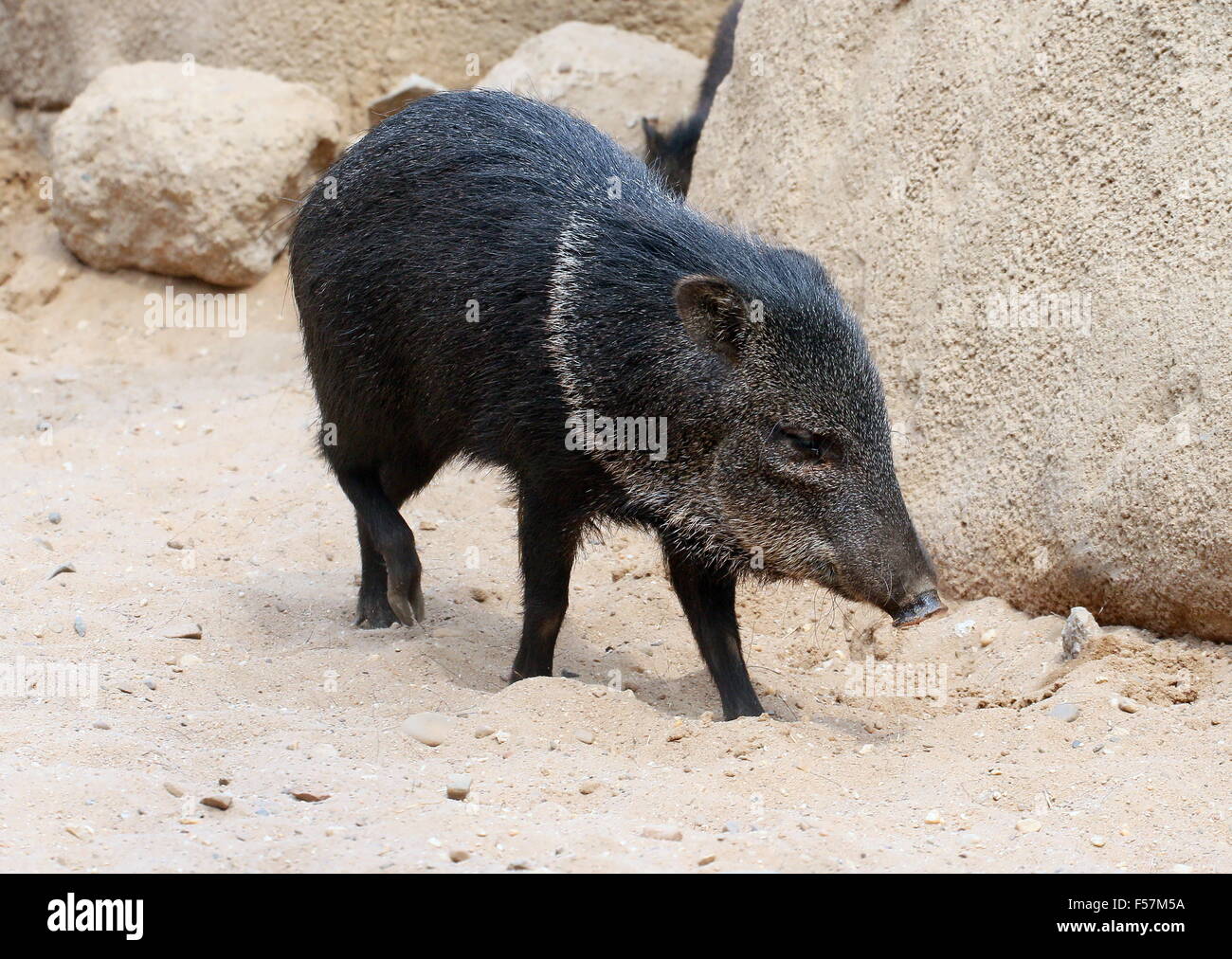 Halsband Peccary (Pecari Tajacu) vorbei. Eingeborener nach Nord-, Mittel- und Südamerika Stockfoto