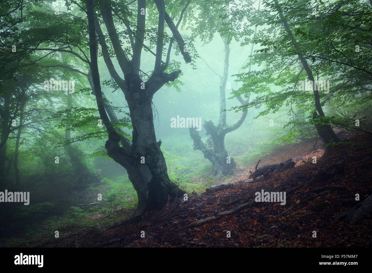 Wanderweg durch einen mysteriösen dunklen alten Wald im Nebel. Herbstmorgen auf der Krim. Magische Atmosphäre. Märchen Stockfoto Wanderweg durch einen mysteriösen dunklen alten Wald im Nebel. Herbstmorgen auf der Krim. Magische Atmosphäre. Märchen Stockfoto