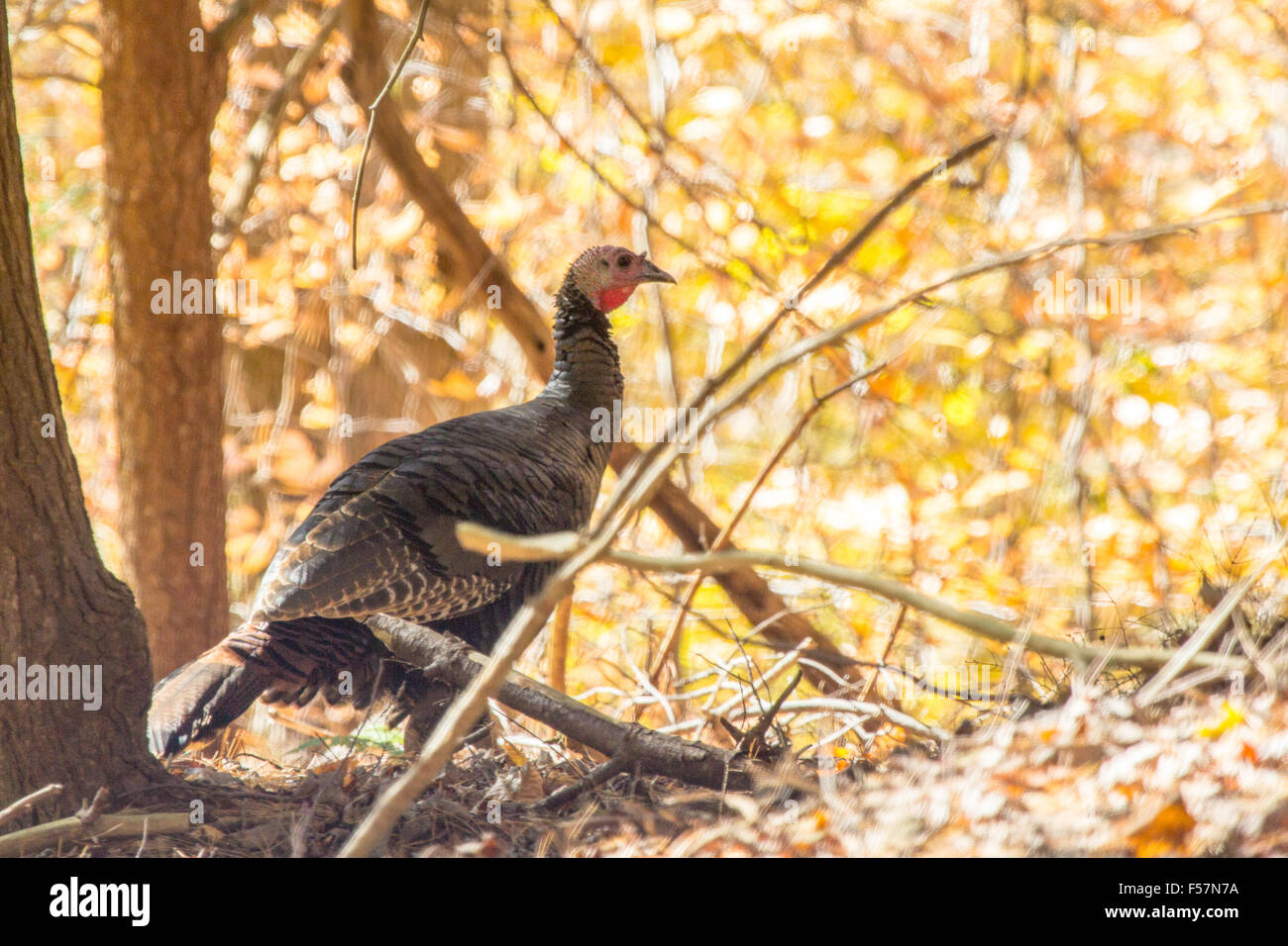 Ein Wild Osttürkei Henne vor einer herbstlichen Kulisse. Stockfoto