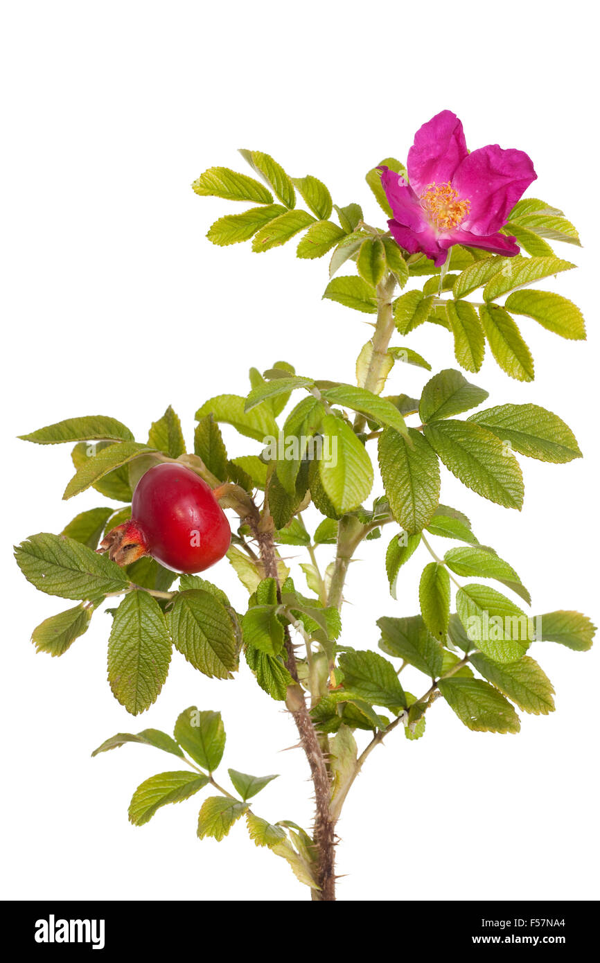 Rosa entwickelten Briar rose auf weißem Hintergrund Stockfoto