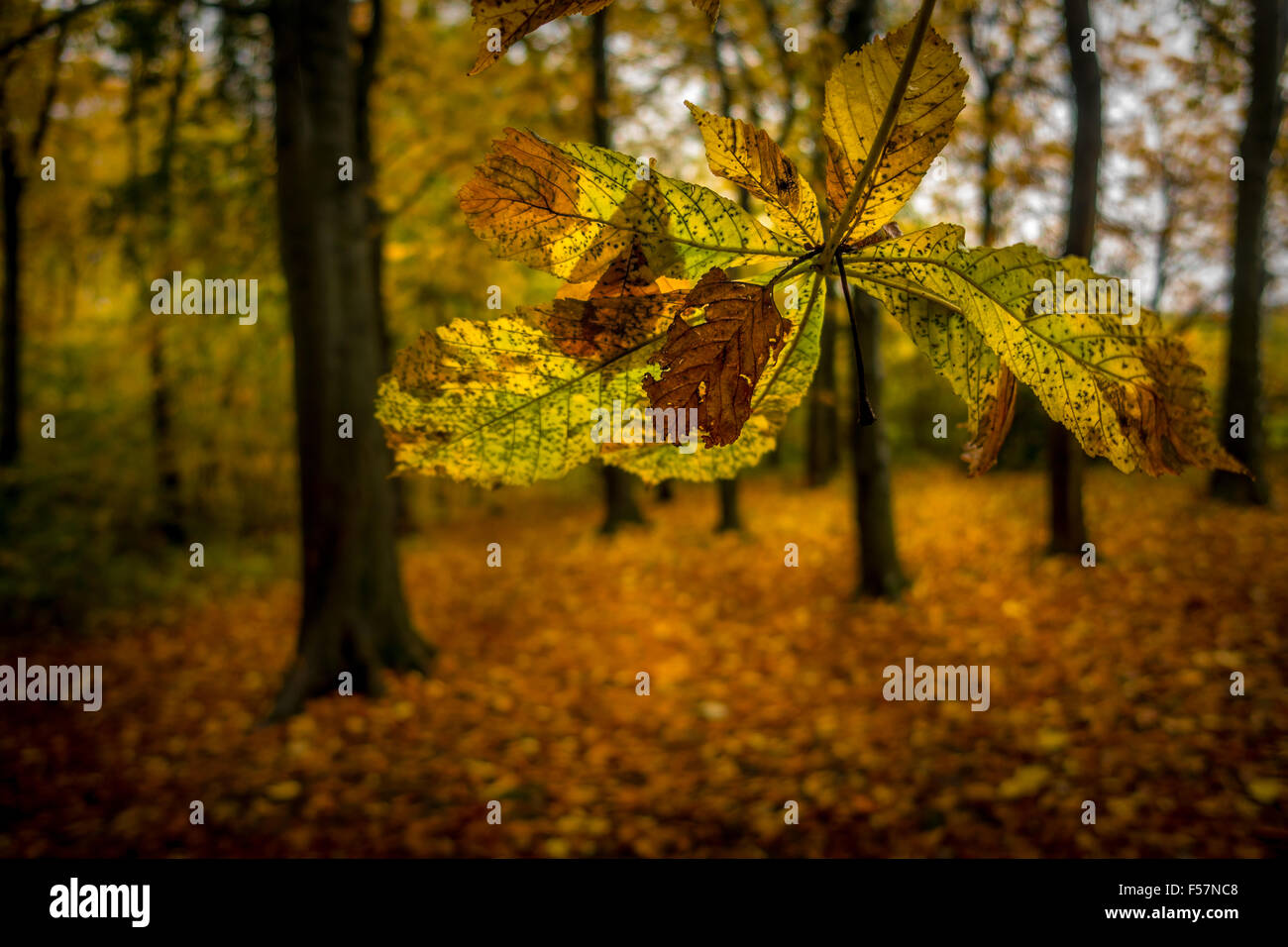Konzentrieren Sie sich auf ein herbstliches Blatt in den Wäldern von Yorkshire Trees, Großbritannien Stockfoto