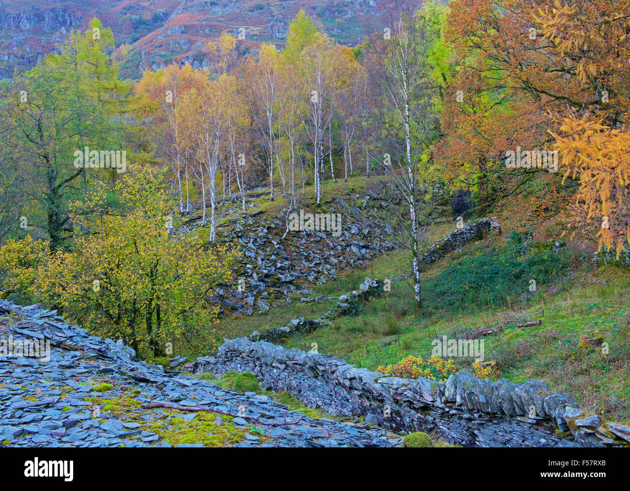 Silber-Birken wachsen aus alten Schiefer Steinbruch verderben Haufen, Langdale Valley, Lake District National Park, Cumbria, England Stockfoto