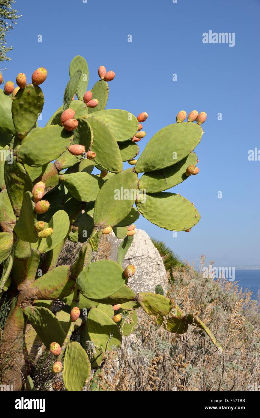 Kaktusfeige oder indischen Feigen mit Früchten (Opuntia Ficus-Indica), Sizilien, Italien Stockfoto