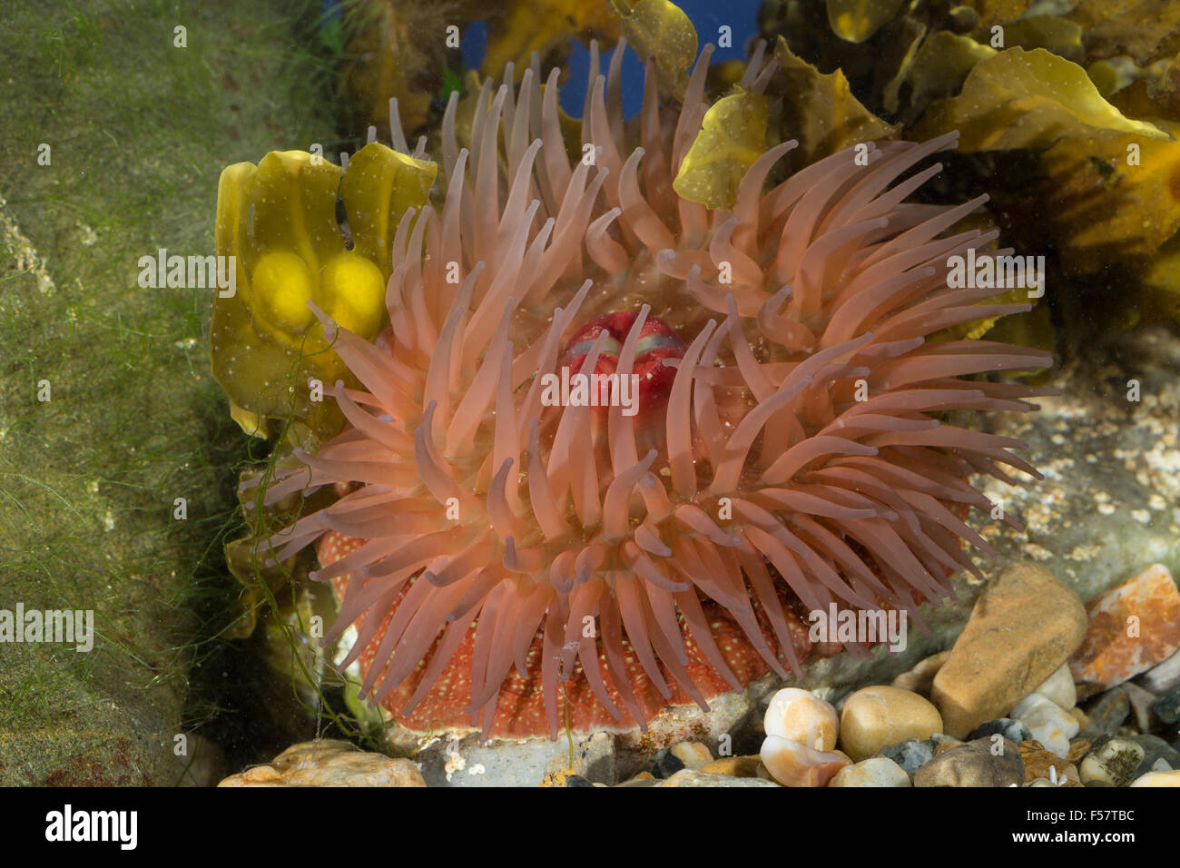 Erdbeer-Anemone, Erdbeer-Anemone, Erdbeeranemone, Erdbeerrose, Actinia Fragacea, Actinia Equina var. Fragacea, Pferdeaktinie Stockfoto