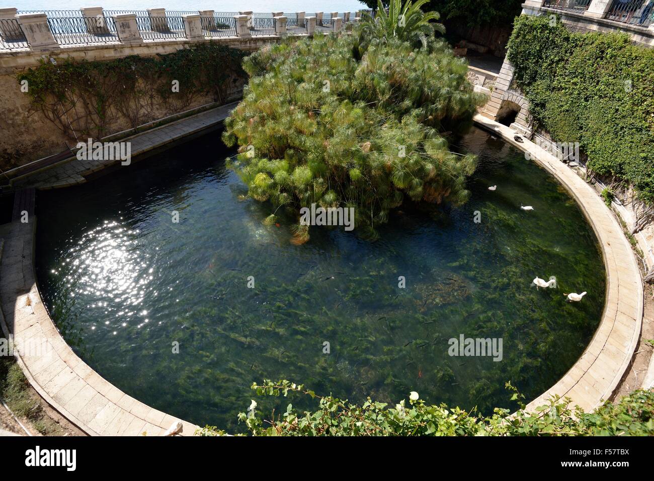 Quelle der Arethusa, Ortygia, Syrakus, Provinz von Syrakus, Sizilien