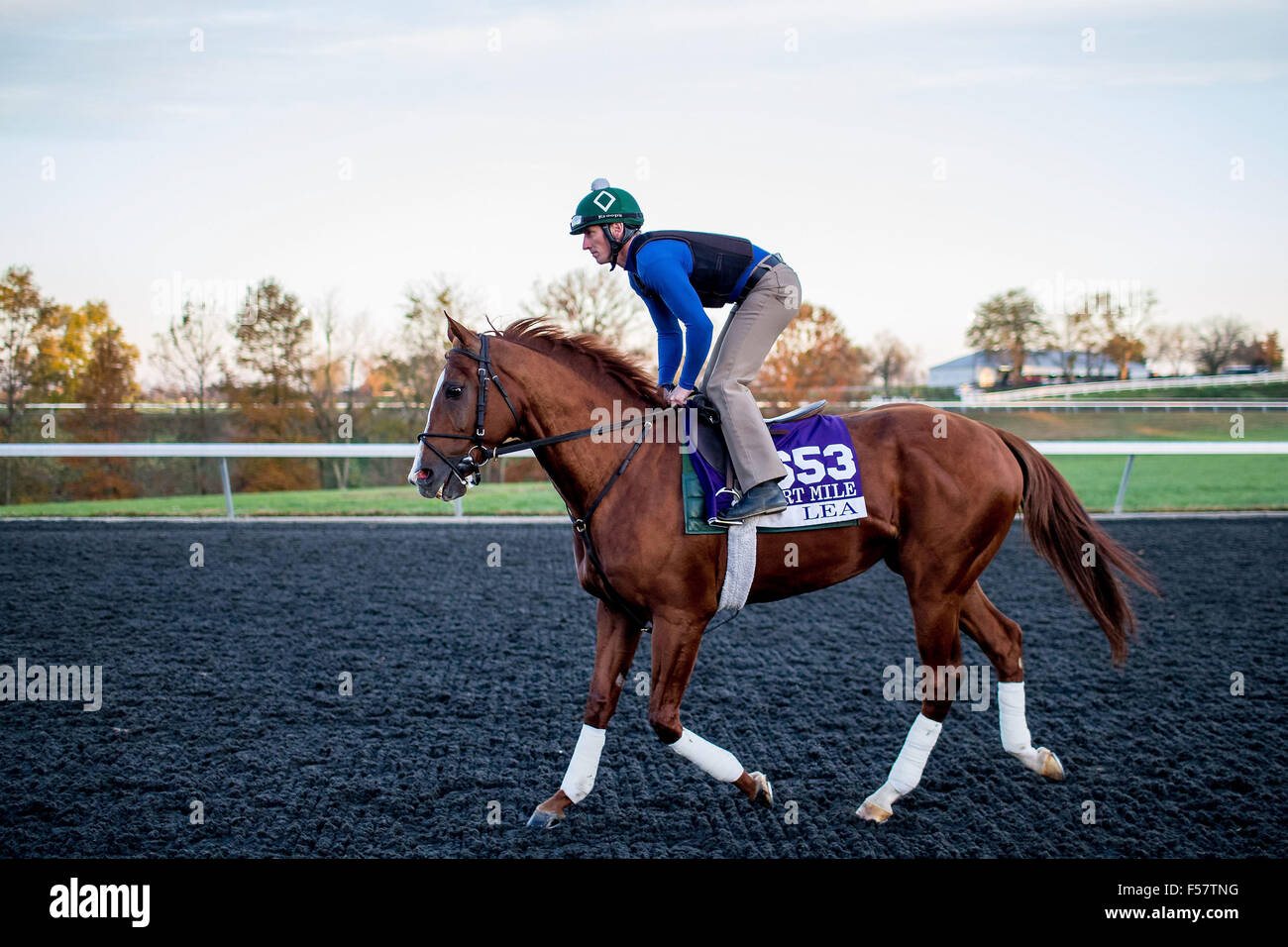 Lexington, KY, USA. 29. Oktober 2015. 29. Oktober 2015: Lea, von William I. Mott geschult und im Besitz von Claiborne Farm & Adele Dilschneider, Übungen zur Vorbereitung der Breeders' Cup Mile bei Keeneland Race Track in Lexington, Kentucky am 29. Oktober 2015. Jon Durr/ESW/CSM/Alamy Live-Nachrichten Stockfoto