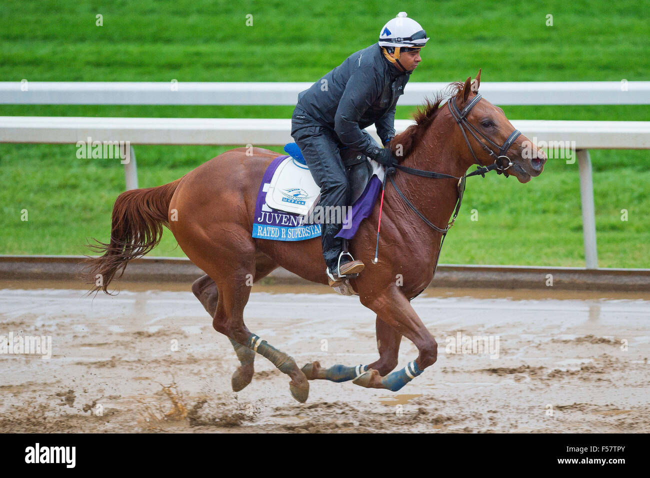 Lexington, Kentucky, USA. 28. Oktober 2015. 28. Oktober 2015: Rated R Superstar, von Kenneth G. McPeek geschult und im Besitz von Radar Racing LLC, Übungen zur Vorbereitung auf den fühlenden Jet Breeders' Cup Juvenile bei Keeneland Race Track in Lexington, Kentucky am 28. Oktober 2015. Scott Serio/ESW/CSM/Alamy Live-Nachrichten Stockfoto