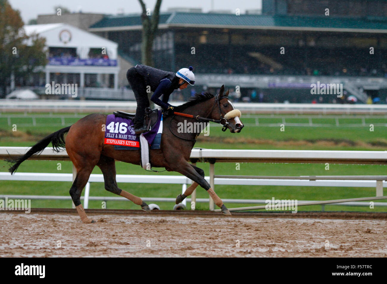 Lexington, KY, USA. 28. Oktober 2015. 28. Oktober 2015: Stephanies Kätzchen, trainiert von Chad Brown, und im Besitz von Kenneth L. und Sarah K. Ramsey, wird in des Züchters Cup Filly & Mare Turf $2.000.000 eingetragen. Candice Chavez/ESW/CSM/Alamy Live-Nachrichten Stockfoto