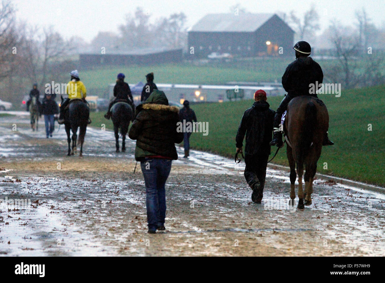 Lexington, KY, USA. 28. Oktober 2015. 28. Oktober 2015: Des Züchters Cup Hoffnungsträger Weg zurück in die Scheune im Regen nach Frühsport. Candice Chavez/ESW/CSM/Alamy Live-Nachrichten Stockfoto