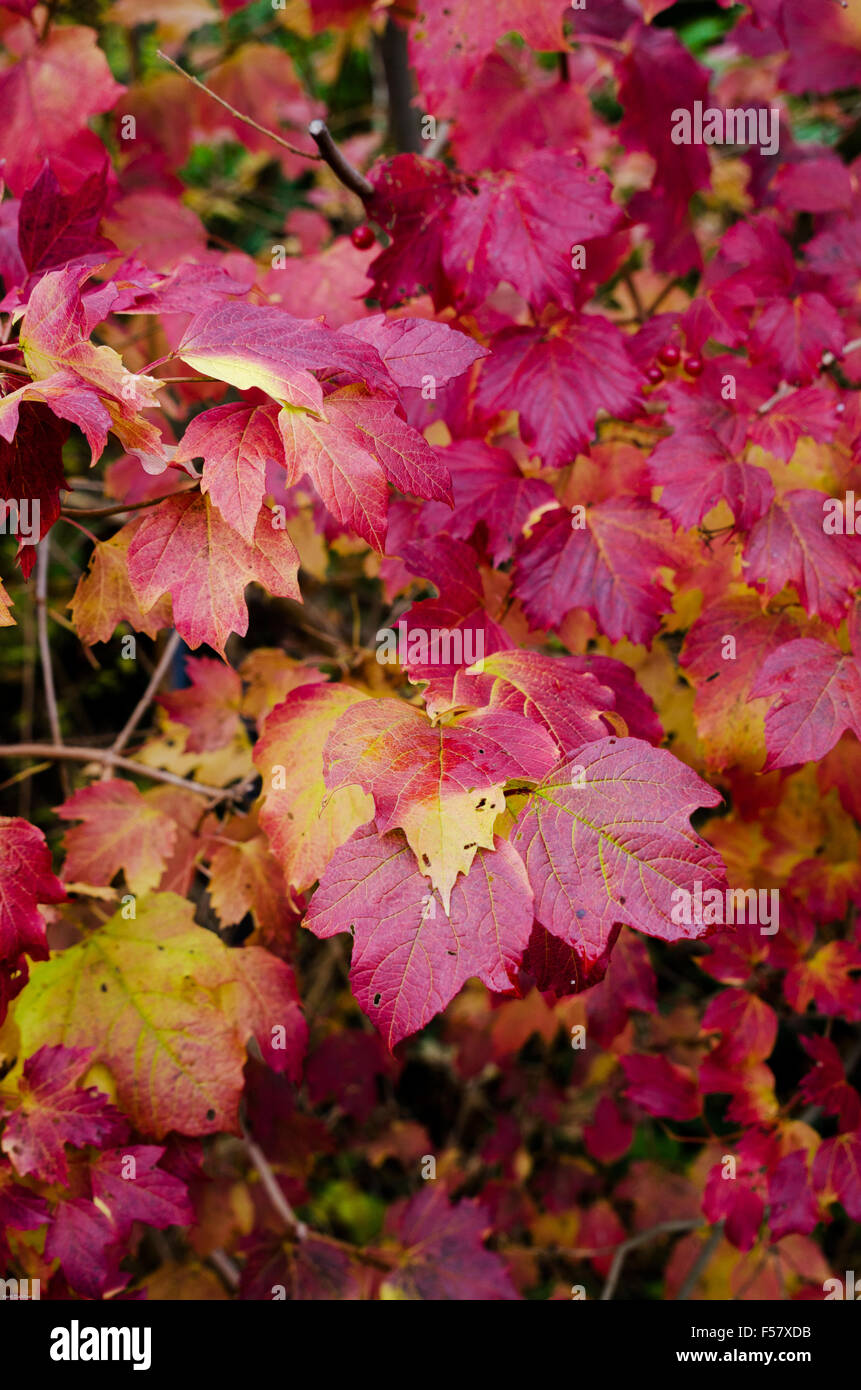 drei schöne Herbst Blatt viele Farbe Stockfoto