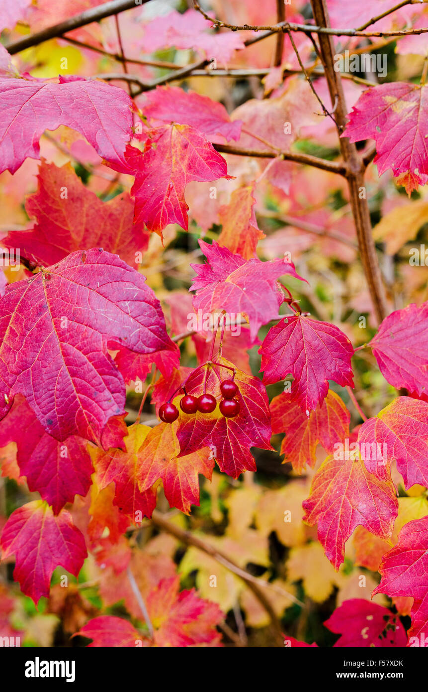 Herbst Blatt mit roten Beeren und viele Farben Stockfoto