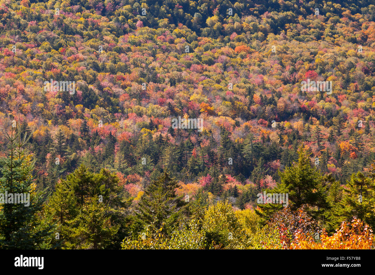 Herbstfärbung Blatt entlang den Kancamagus Highway, White Mountains, New Hampshire New England USA Stockfoto
