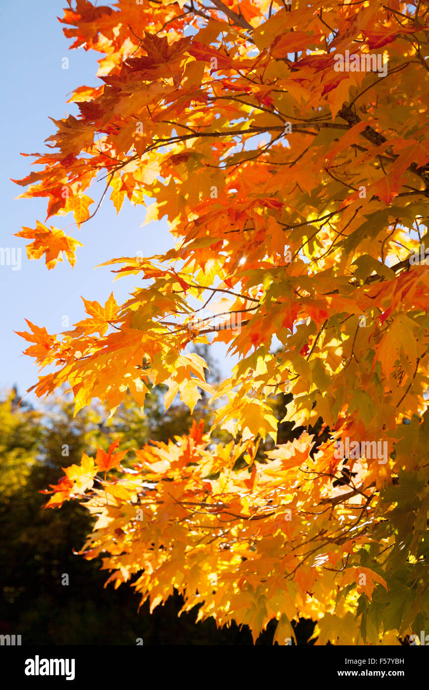 Heller Herbst farbige Blätter, Neuengland im Herbst, New Hampshire USA Stockfoto