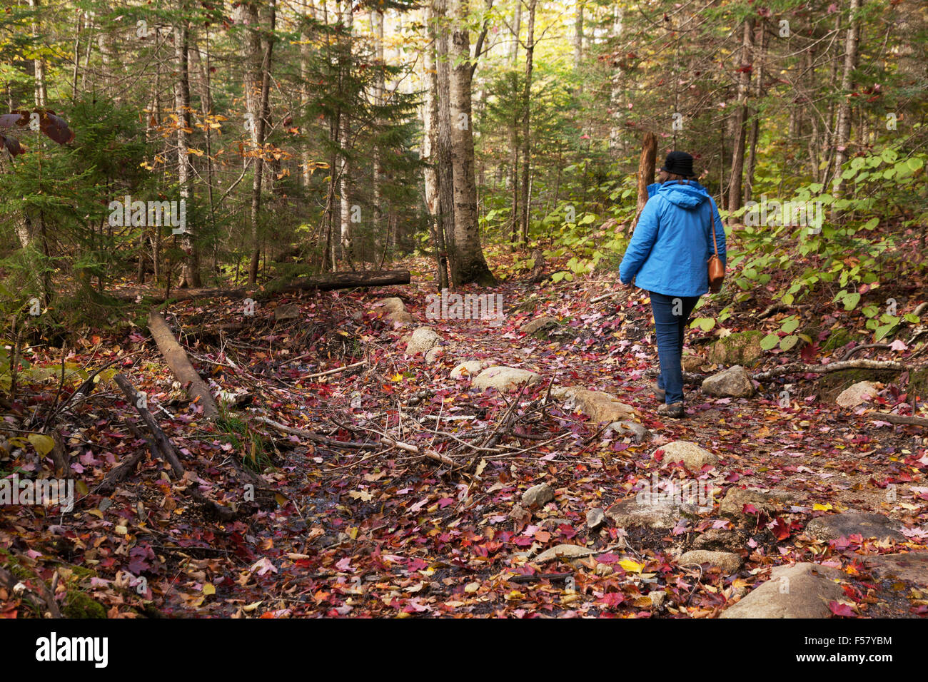 Eine Frau, Wandern in den Wäldern im Herbst, New Hampshire, USA Stockfoto