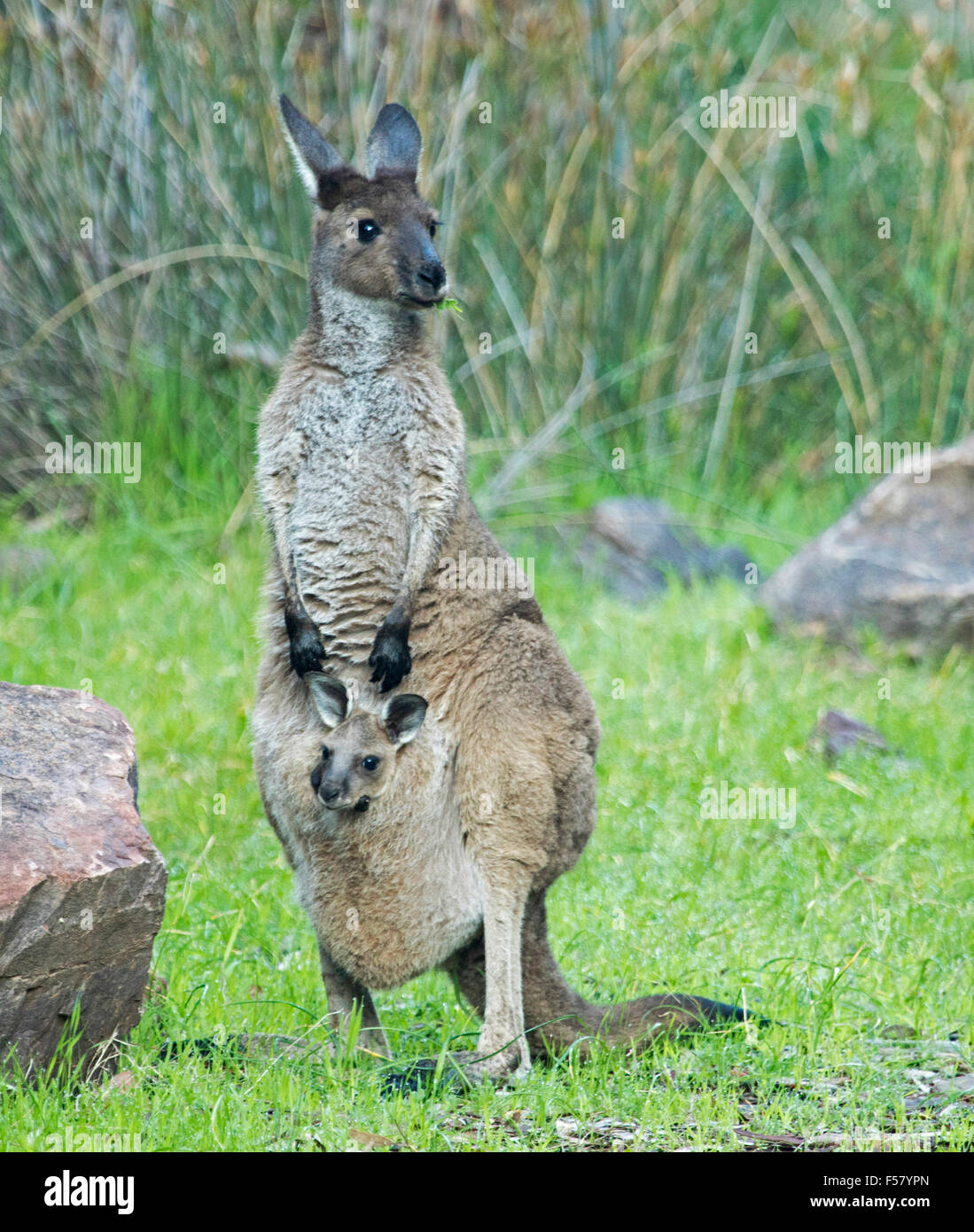 Weibliche westliche graue Känguru, Macropus Fulginosus mit Joey peering von Beutel & grass in Mund im Outback Australien Stockfoto