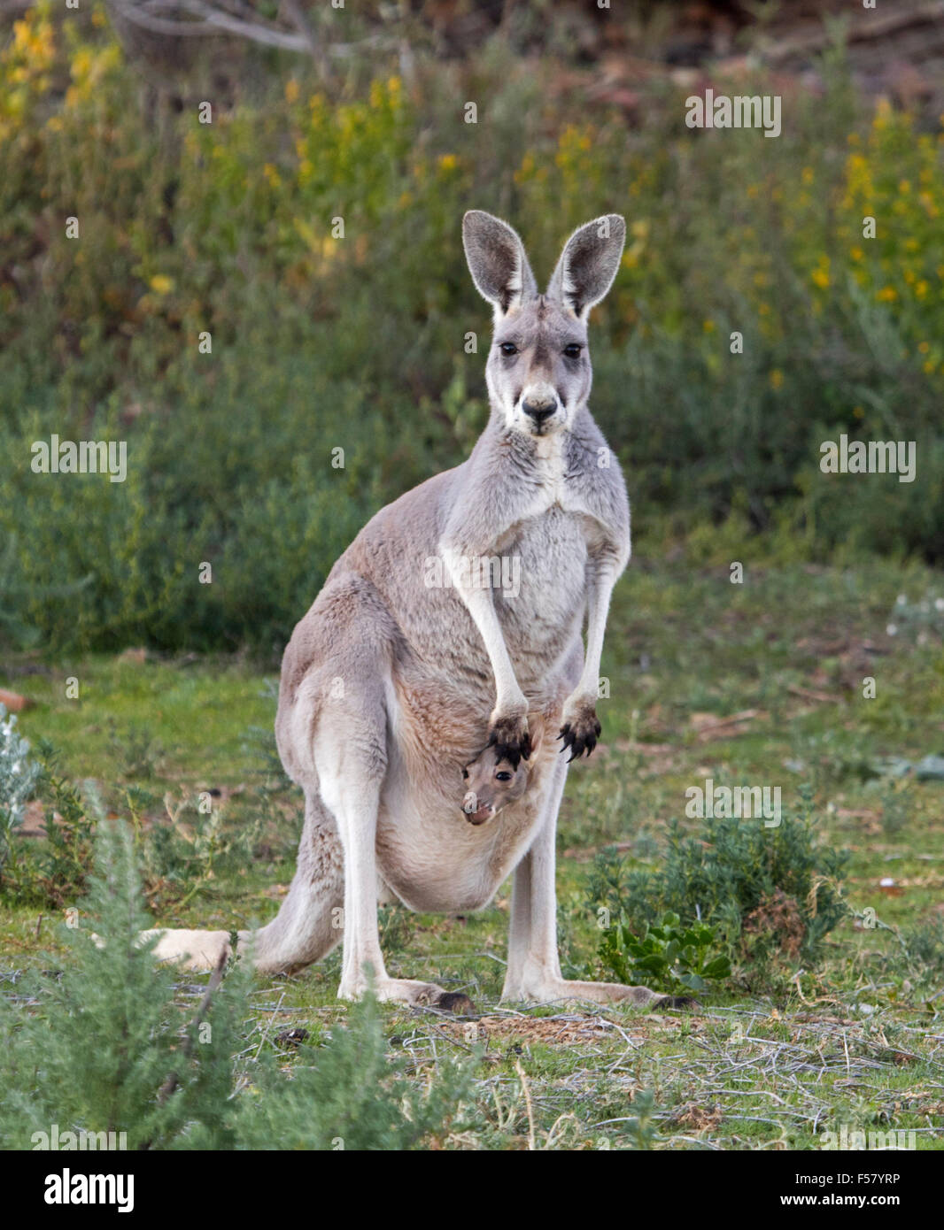 Weibliche rote Känguru, Macropus Rufus mit Joey peering von Beutel, starrte in die Kamera, mit Hintergrund von Wildblumen im Outback Australien Stockfoto