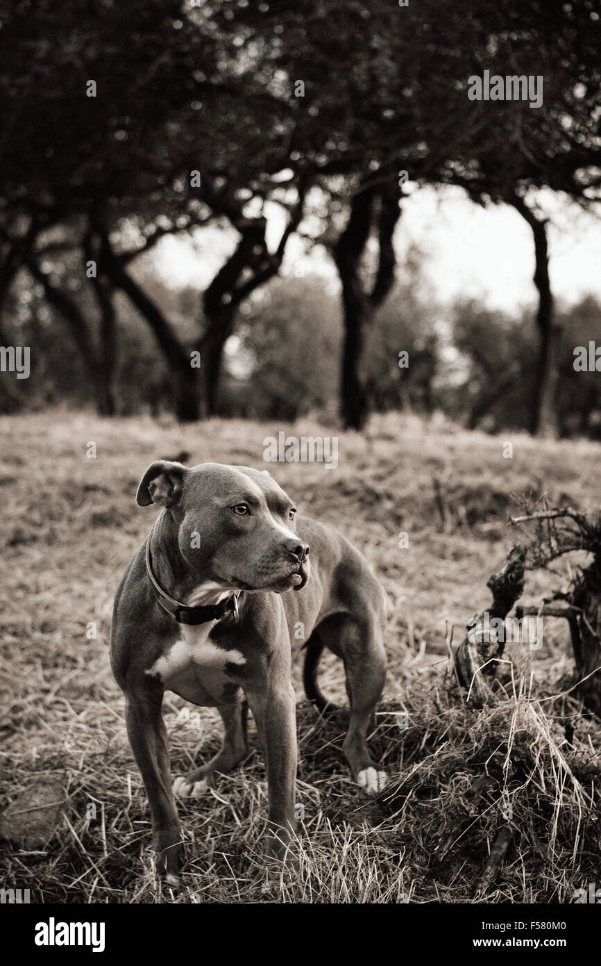 Sepia getönten Porträt von Erwachsenen Pitbull Hund stehen im Vordergrund der trockenen Bereich suchen Sie Kamera mit Bäumen im Hintergrund öffnen Stockfoto