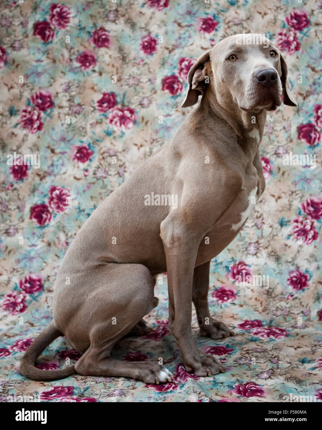 humorvolle schöne Porträt Erwachsenen Weimaraner Hundesitting-Profil auf einem floralen Stoff Hintergrund hinter der Kamera suchen Stockfoto