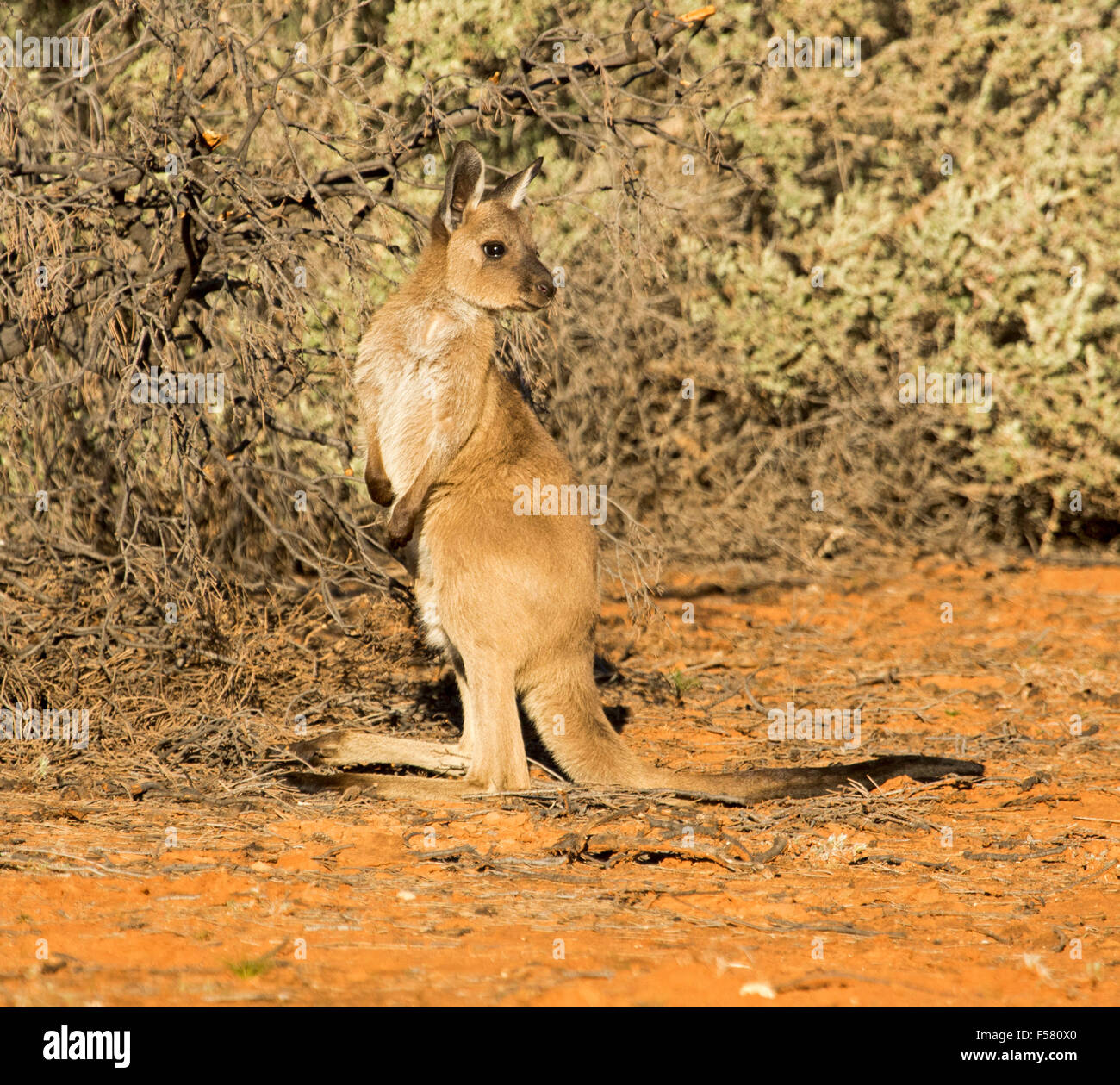 Junge westliche graue Känguru, Macropus Fuliginosus in freier Wildbahn im Mungo National Park im Outback NSW Australia, Stockfoto
