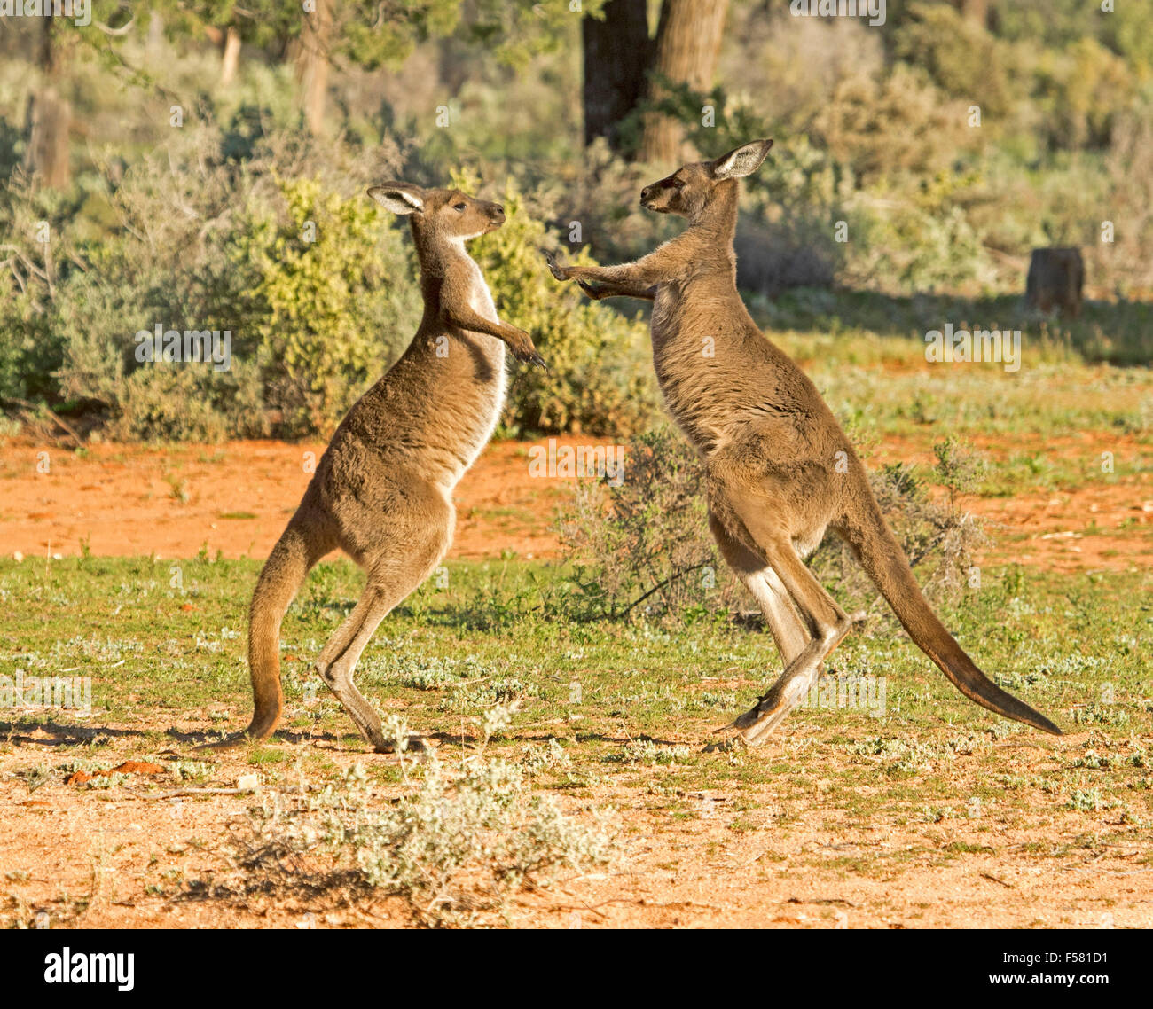 Zwei junge männliche westliche graue Kängurus Macropus Fuliginosus in der wilden Boxen im Mungo National Park im Outback NSW Australia Stockfoto