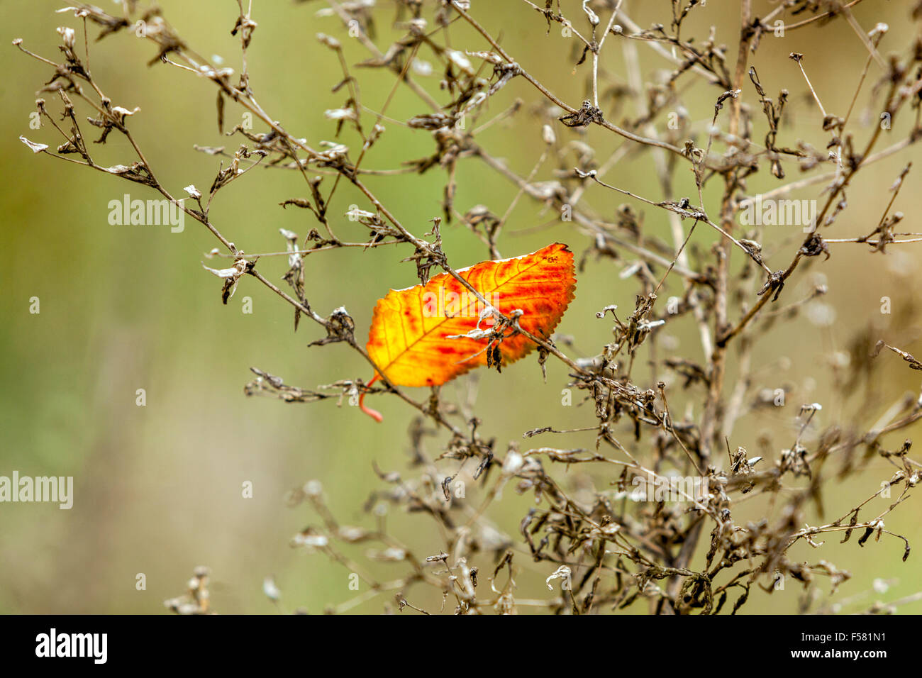 Farbenfrohe Blätter, die vom Baum gefallen sind, gefangen in der getrockneten Pflanze, gefallenes Blatt, Autumn Single Stockfoto