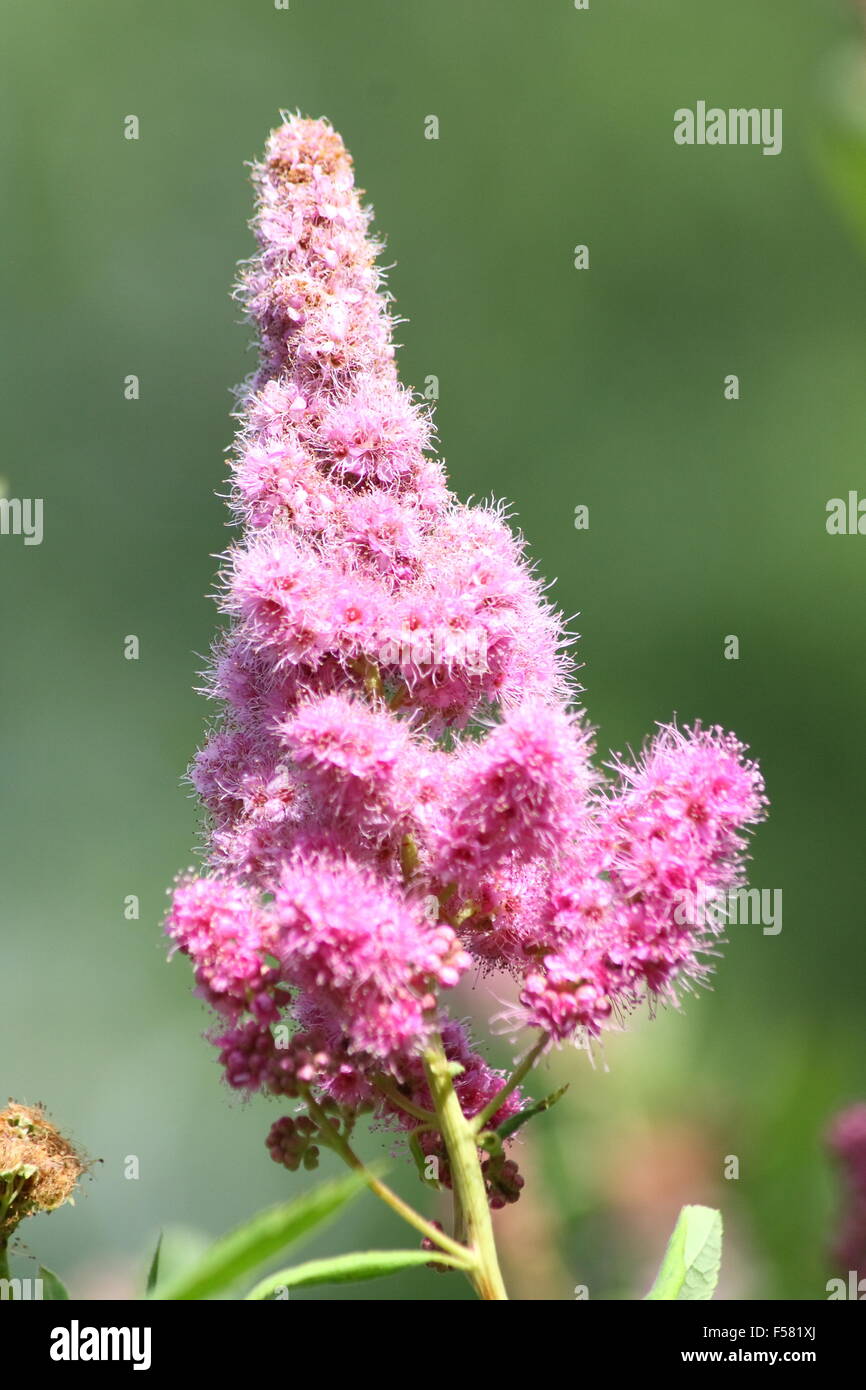 Rosa blühender strauch Fotos und Bildmaterial in hoher Auflösung Alamy