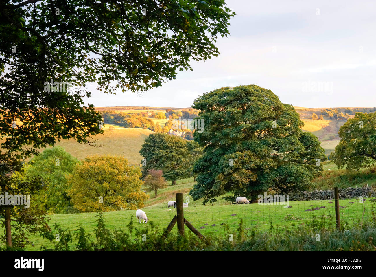 Landschaft von Yorkshire im Herbst Stein Wand Sonne Sunset, Strines, historische England, English Heritage Landschaft Stockfoto