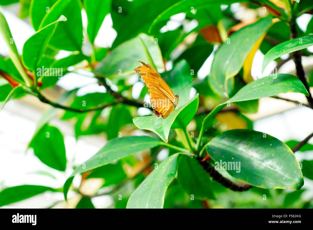 GEBÜRSTET - FOOTED BUTTERFLY Stockfoto