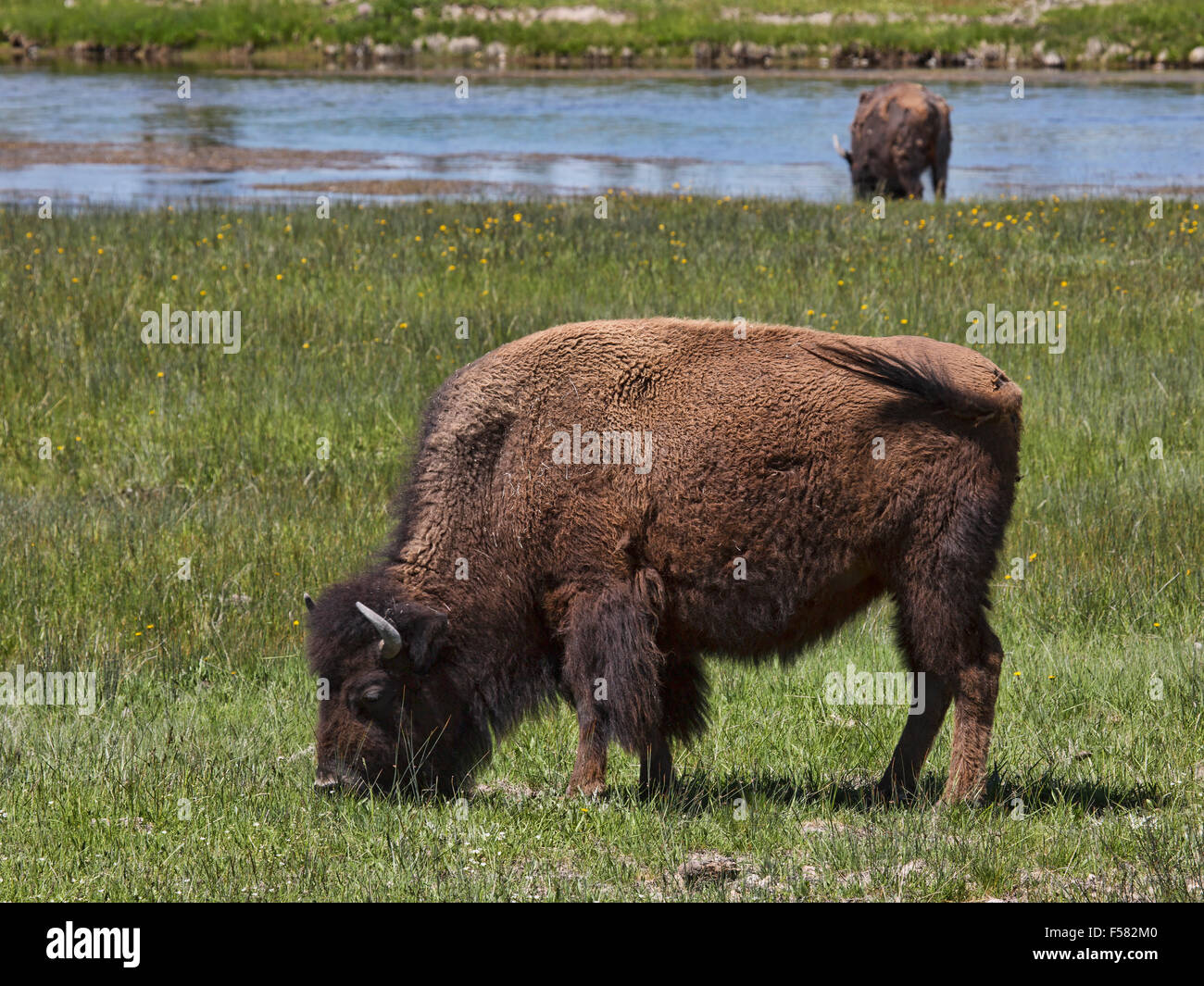 American Buffalo Bisons Mutter füttert junges Kalb Fluss Wiese, Yellowstone-Nationalpark Stockfoto